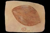 Large, Red Fossil Leaf (Phyllites) - Montana #97734-1